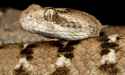 saw scaled viper