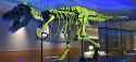 SUE_Trex_Real_Bones