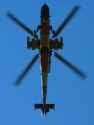 Tigre_vuelo