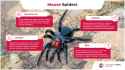 infographic-on-the-mouse-spider