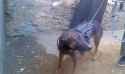 sas dog