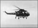 we177-wasp