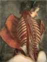 Image Jacques Gautier-DAgoty, Ange Anatomique (Anatomical Angel) from Myologie Complette en Couleur, 1746