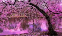 CherryBlossmTree