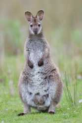 Macropus_rufogriseus_rufogriseus_Bruny