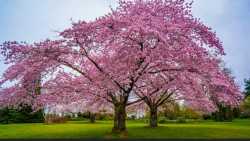 cherry blossom tree