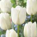 white-dream-triumph-tulip-bulbs