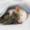 mouse-asleep-with-tiny-teddy-bear