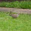 dove