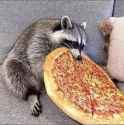 pizzacat