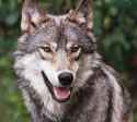 wolf