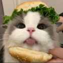 Cheeseburger Kitty! 🍔 Funny Cat with Food Hat Sticking Tongue Out 😜
