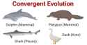 convergent