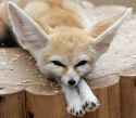 Fennec-fox-1-1