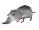 rat