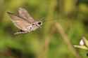 Convolvulus_hawk-moth_(Agrius_convolvuli)_2