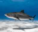 gonna fuck that shark