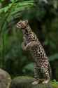 Margay_in_Costa_Rica