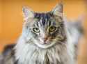 large-cat-breed-1553197454