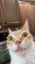 cat-stare