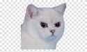 angry cat