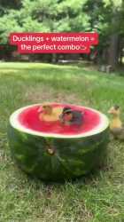 watermelon quack