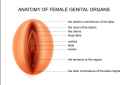 Female organs