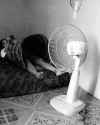 fan