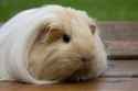 sheltie_guinea_pig_l-1915698180