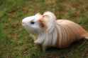 sheltie-guinea-pig-baby-1902042532