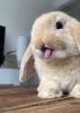 GhR7GrbXUAAw8NP bun cute tongue lick blehhh