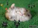 hamstergif