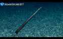 Nettastomatidae_duckbill_eel