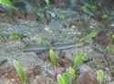 Ariosoma_balearicum_343467558