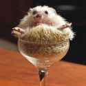Hedgehog-In-Cocktail-Glass