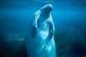 o-MANATEE-900-312542887