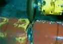 crab