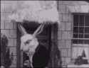 angry-rabbit