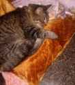 850 KB