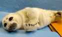 36 KB