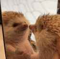 984 KB