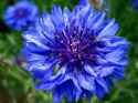 blue flower