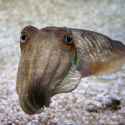 the ballad of brian, cuttlefish extraordinaire