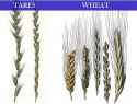 wheat &amp; tares