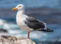 1200px-Larus_occidentalis_(Western_Gull),_Point_Lobos,_CA,_US_-_May_2013