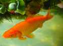 water-wet-swim-fish-goldfish-koi-freshwater-fish-marine-biology-1151932-1724739524