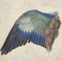 albrecht_duerer_blaurackenfluegel_um_1500_c_albertina_wien.1200x0