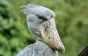 shoebill