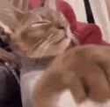 cat shoo