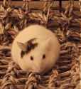 sentient mochi